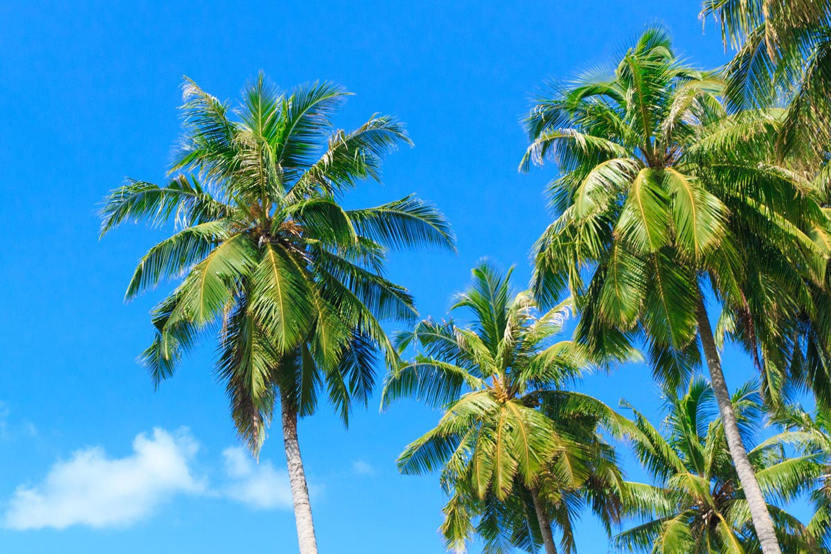 When How To Prune Palm Trees 2024 Guide TV Acres buccaneer-palm-pseudophoenix-sargentii-a-south-florida-native-very