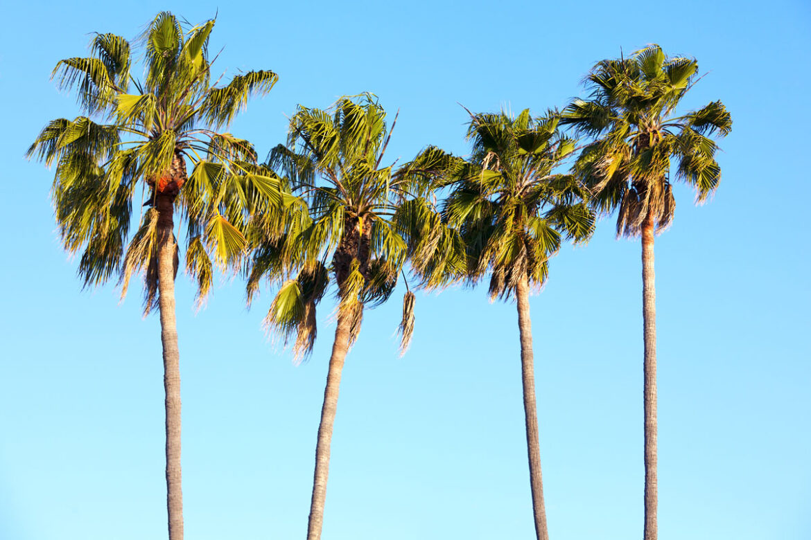 When & How to Prune Palm Trees 2024 Guide TV Acres
