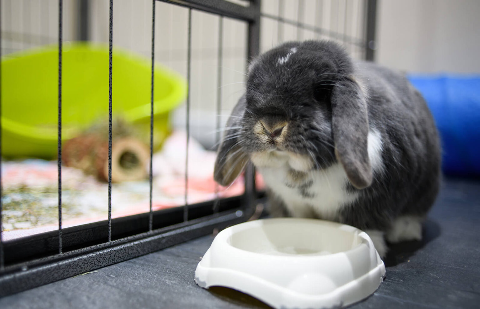 How to Clean an Outdoor Rabbit Hutch TV Acres